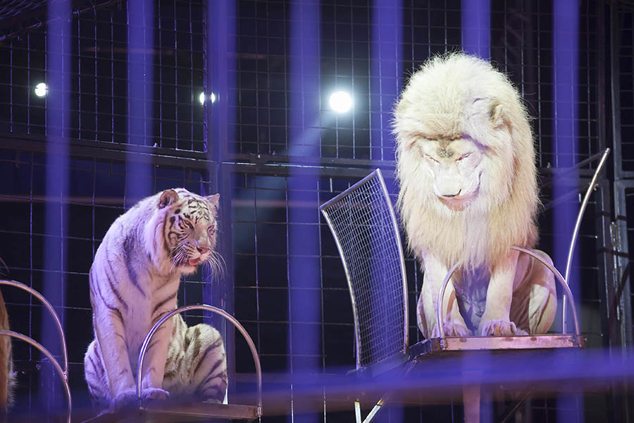 Die Raubkatzen wurden mit Hand aufgezogen. Fotos: Helmi Tischler-Venter und Wolfgang Tischler