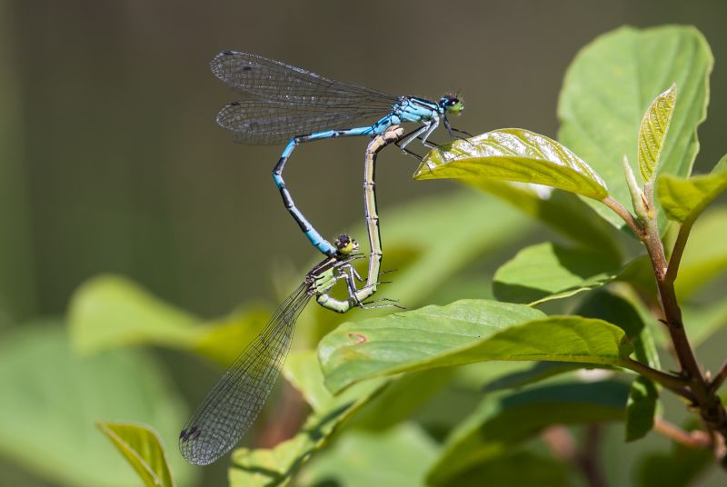 Libelle des Jahres: Coenagrion hastulatum bei der Paarung. Foto: Michael Post, GdO e.V.