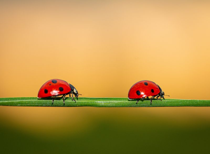 NABU: Insektensommer geht in die zweite Runde