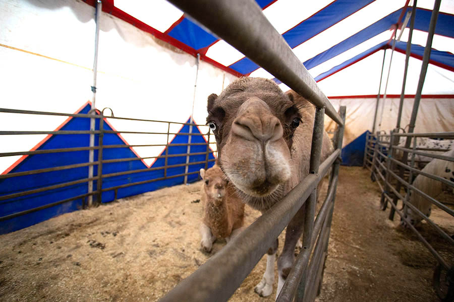 Noch immer dstere Aussichten fr den Zirkus. Fotos: Eckhard Schwabe