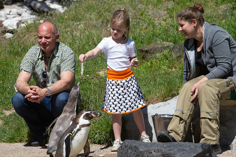 Heute hat Klara "ihren" Pinguin getauft und als Belohnung gab es Fisch. Fotos: Eckhard Schwabe