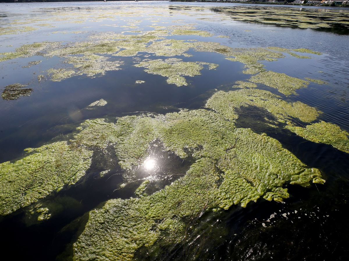Schmalblättrige Wasserpest breitet sich in Rheinland-Pfalz aus