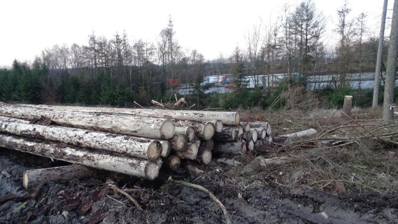 Der Wald fehlt als Puffer, brig bleiben emissionsintensive Verkehrstrassen. Fotos: Leo Hoffmann