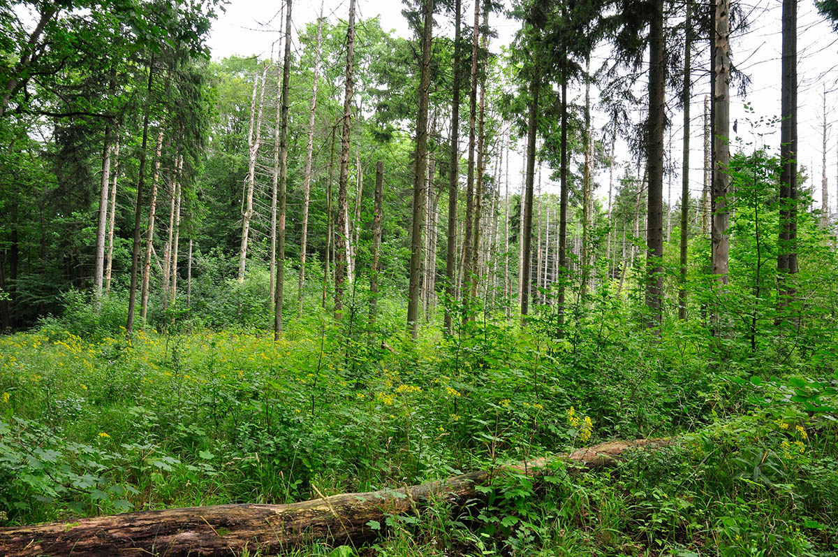 Foto: Waldregeneration durch nat�rliche Sukzession, Harry Neumann, Naturschutzinitiative e.V. (NI)