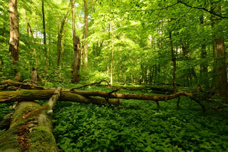 Naturnaher Laubmischwald mit Totholz, Altholz und Naturverjngung. Foto: Harry Neumann/NI