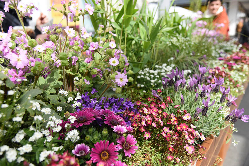 Beim Gartenmarkt in Neuwied haben Fugnger Vorfahrt