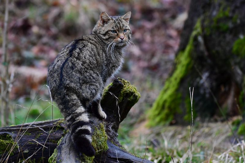 Europische Wildkatze. Foto: Harry Neumann