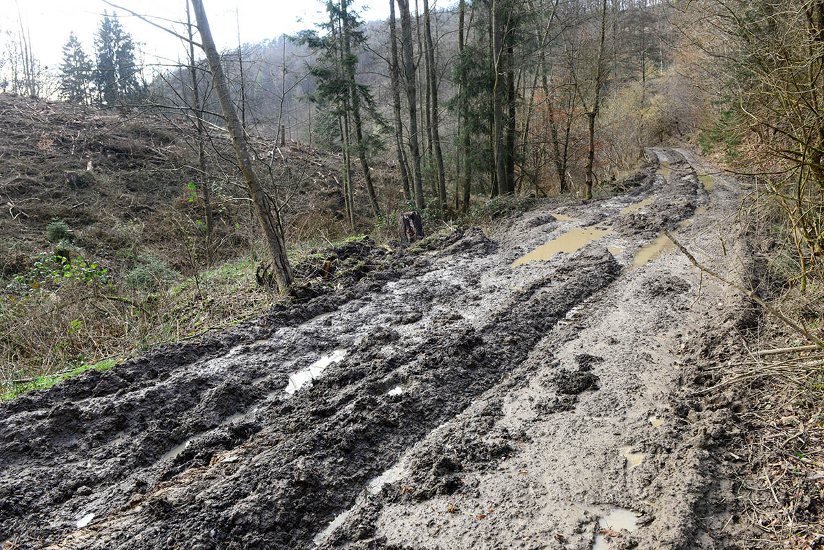 Forst verstt im Kaltenbachtal gegen fachliche Praxis und kologische Waldwirtschaft