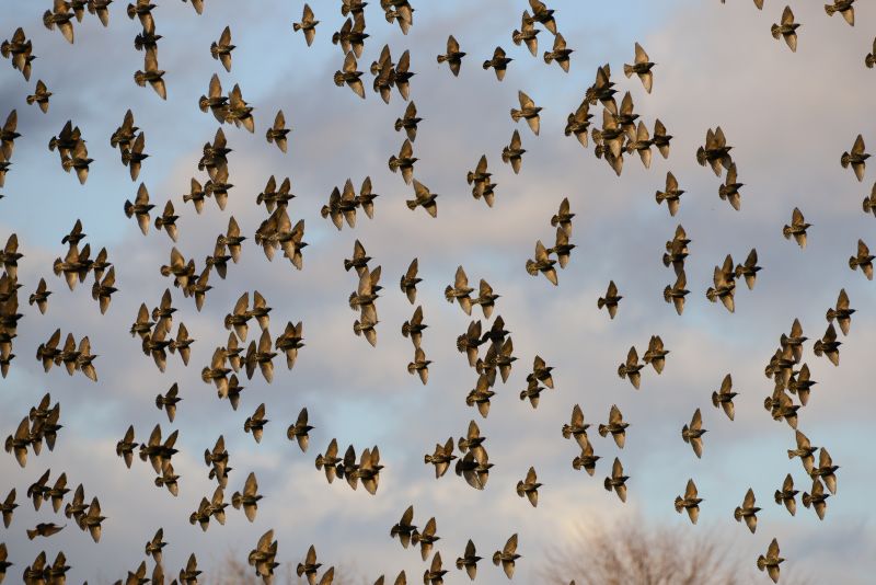 Staren-Schwarm am Dreifelder Weiher im Oberwesterwald. Hier bernachten die Schwrme auch gerne im Schilf, bevor sie weiterziehen. Foto: Harry Neumann/Naturschutzinitiative e.V.