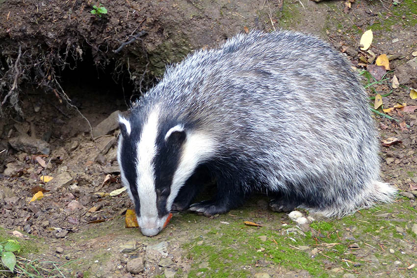 Zwei Dachsbrder bereichern Zoo Neuwied