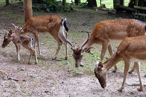 Nachwuchs beim Damwild im Zoo Neuwied