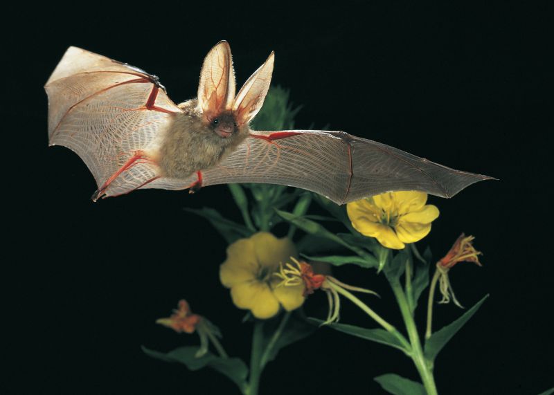 Braunes Langohr im Flug durch Nachtkerzen. Foto: Dietmar Nill, NABU