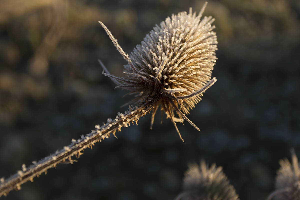 Der Nebel schmckt die Pflanzen mit feinen Eiskristallen. Foto: Helmi Tischler-Venter