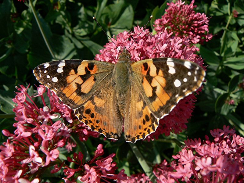 NABU-Tipps fr mehr Vielfalt im Garten