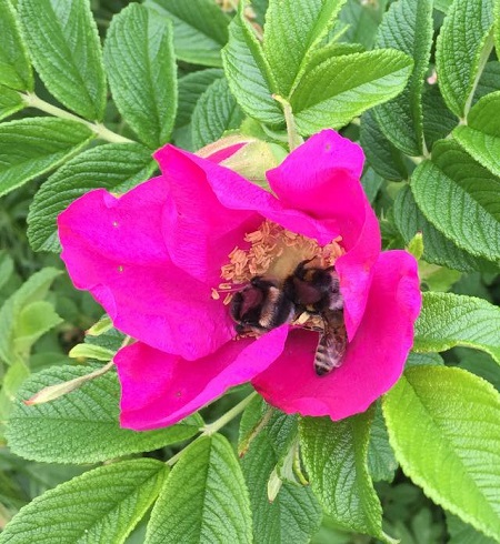 Rund um die Bienen gehts in der Obstplantage in Elkhausen