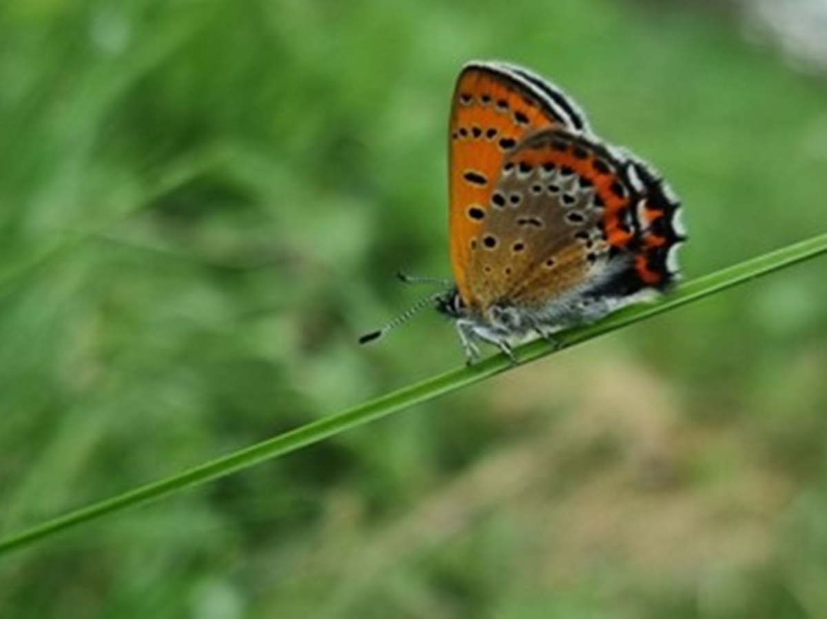 Blauschillernder Feuerfalter Lycaena helle (Foto: Philipp Schiefenh�vel, Masgeik-Stiftung)