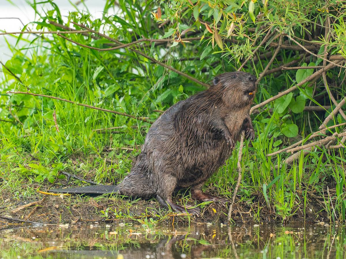 Der Biber ist ein beeindruckener Baumeister und wird im Rahmen der Exkursion vorgestellt. (Foto: Ingo K�hl)
