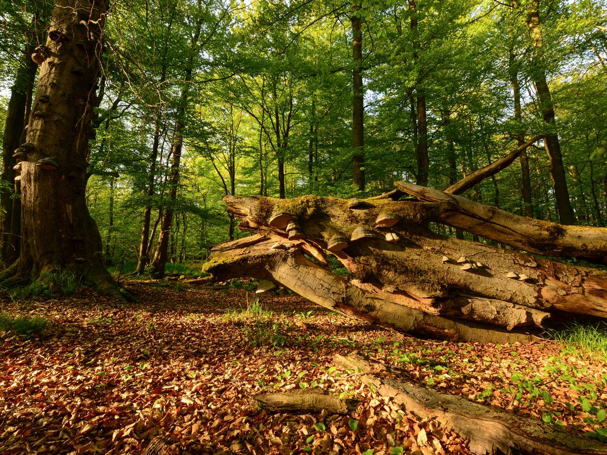 Exkursion in die wilden Wlder des Nationalen Naturerbes am Stegskopf
