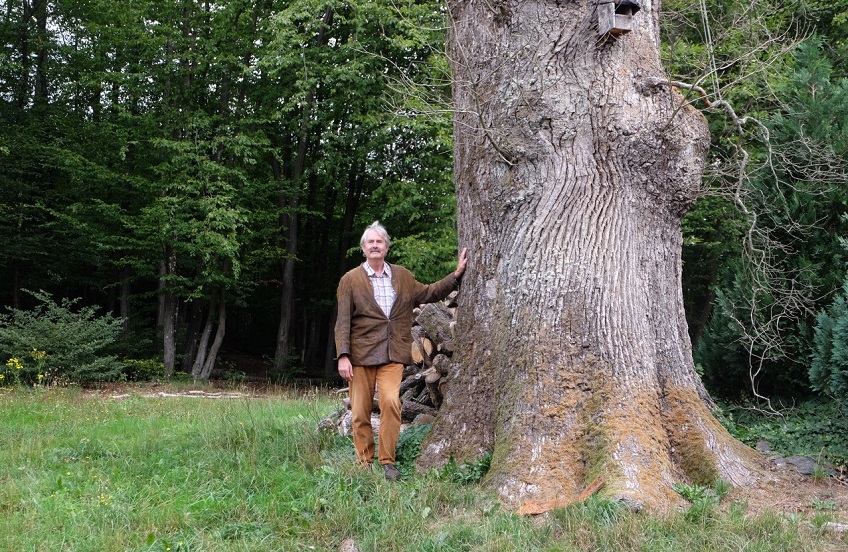 Die riesige Stieleiche mit einem Stammumfang von mehr als 5,50 Meter konnte der Trockenheit nicht mehr standhalten. Dr. Franz Straubinger ist betroffen von der dramatischen Gesamtsituation des Waldes. (KathaBe)