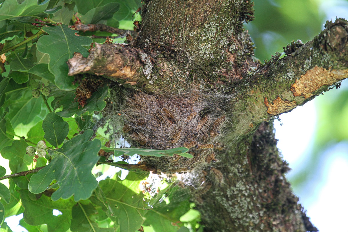 Auf der sonnengeschtzten Unterseite einer Astgabelung einer alten Eiche, hier ein Foto aus Aegidienberg, hat der Eichenprozessionsspinner ein Nest fr seine Raupen gebaut. (Foto: Stadt Bad Honnef)