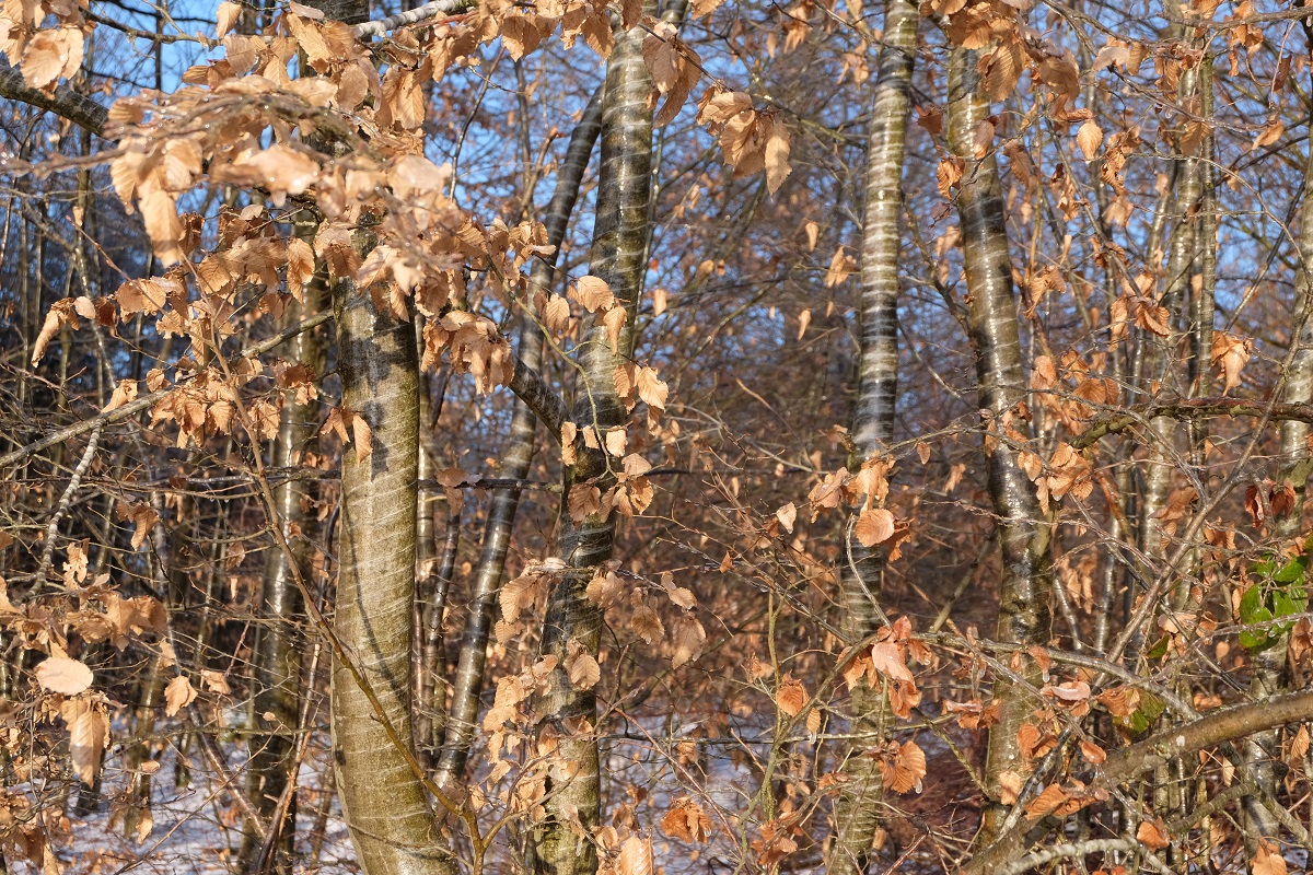 Eisregen und Frost: Der Wald hat gute Schutzmechanismen