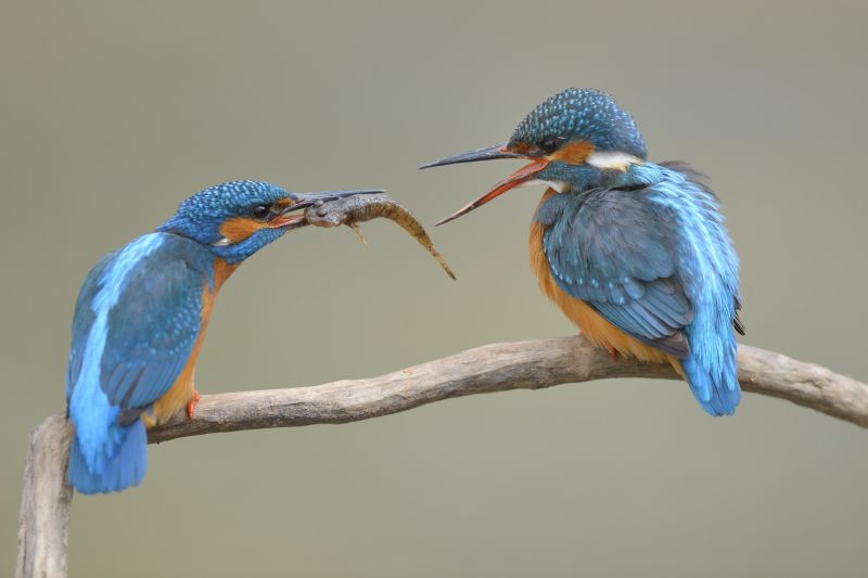 NABU und LBV starten Hauptwahl des Vogels des Jahres