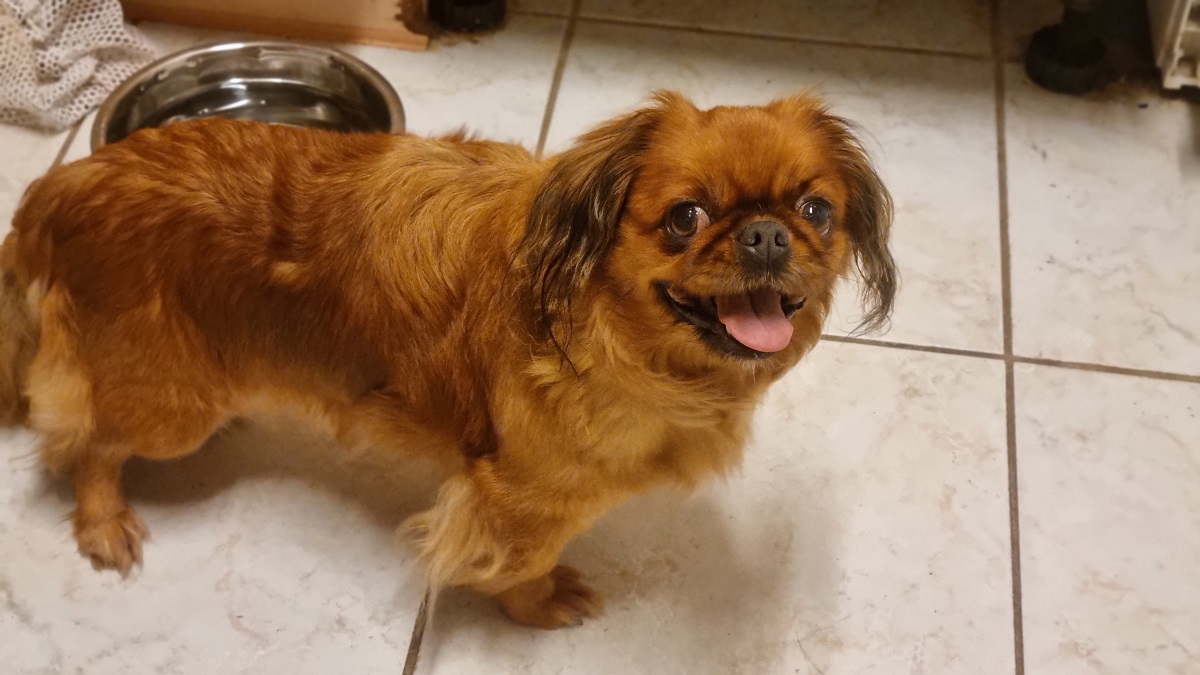 "Emma" sucht ein neues zu Hause! (Foto: Tierheim Ransbach-Baumbach)