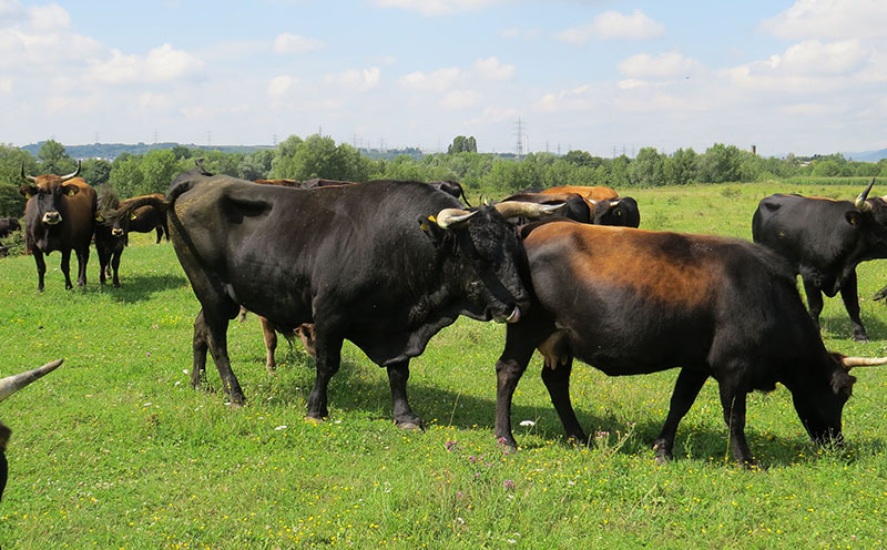 Die Heckrinder sind mittlerweile ein gewohnter Anblick im Schutzgebiet Engerser Feld. Fotos: Stadt Neuwied 