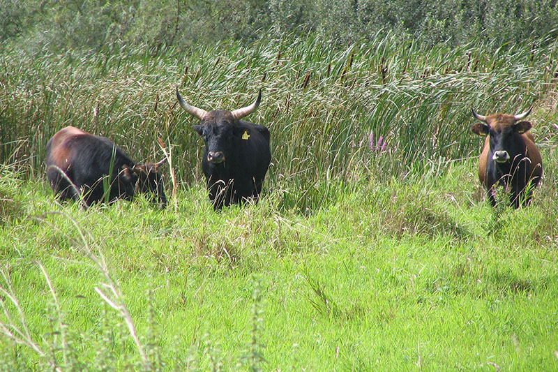 Fhrung: Engerser Feld lockt mit faszinierender Flora und Fauna