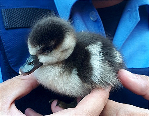 Das Entenkken wurde von der Altenkirchener Polizei dem Tierheim Karibu bergeben. (Foto: Polizei) 