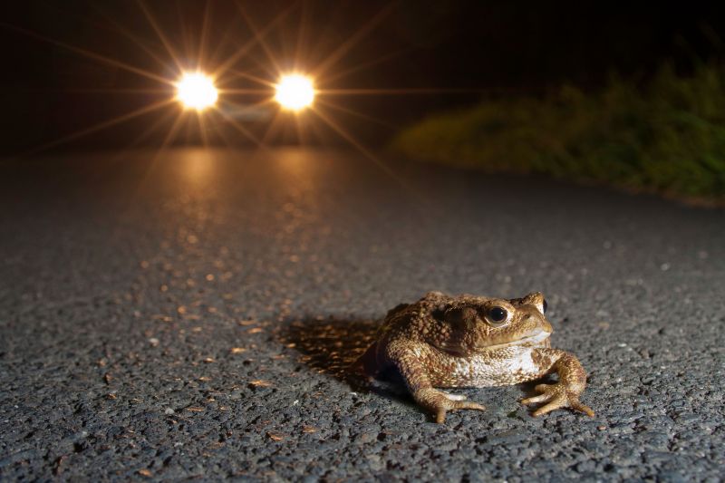 Amphibien schtzen