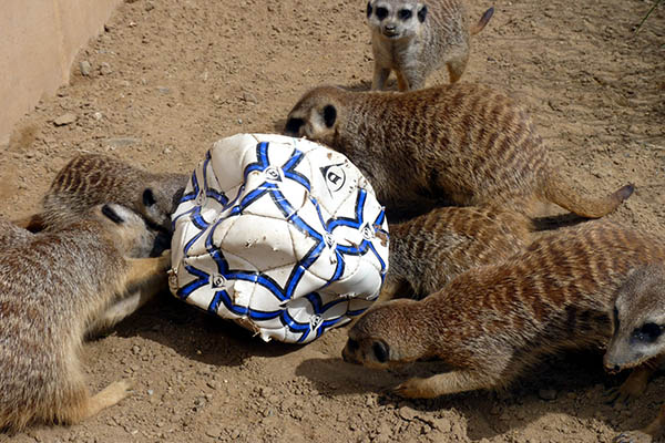 Tierisch Freude schenken - Wunschliste der Tiere im Zoo Neuwied 