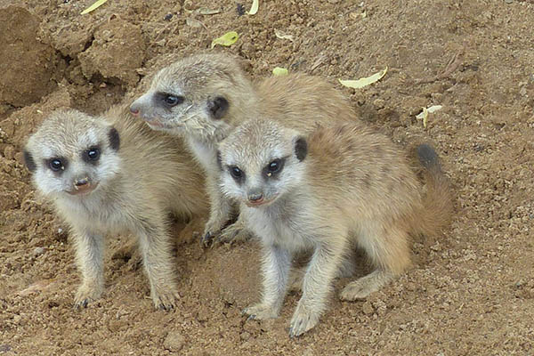 Nachwuchs bei den Erdmnnchen im Zoo Neuwied