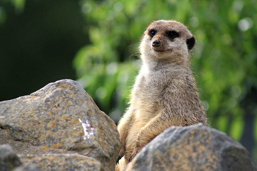 Auf Safari im Zoo Neuwied