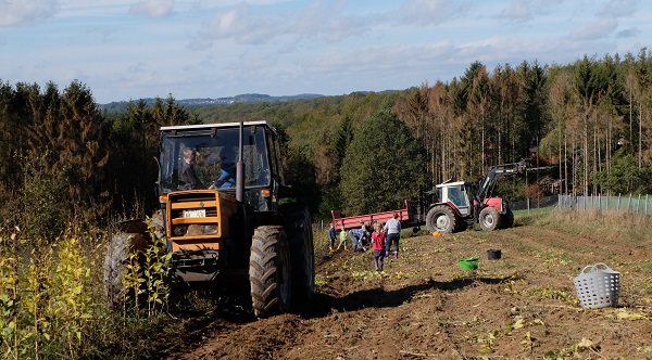 Verschiedene Kartoffelsorten wurden gemeinsam auf dem Acker geerntet. (Fotos: KathaBe)