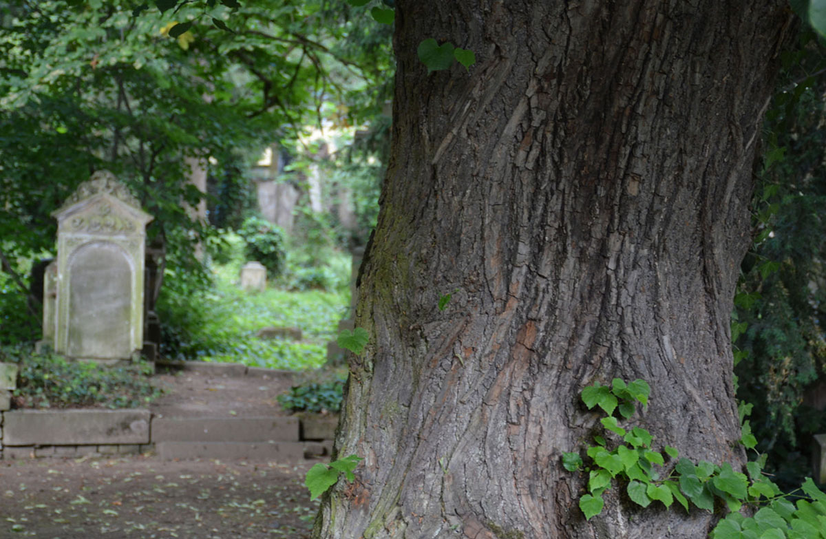 Entschleunigung: Auf dem Alten Friedhof alle Sinne schrfen