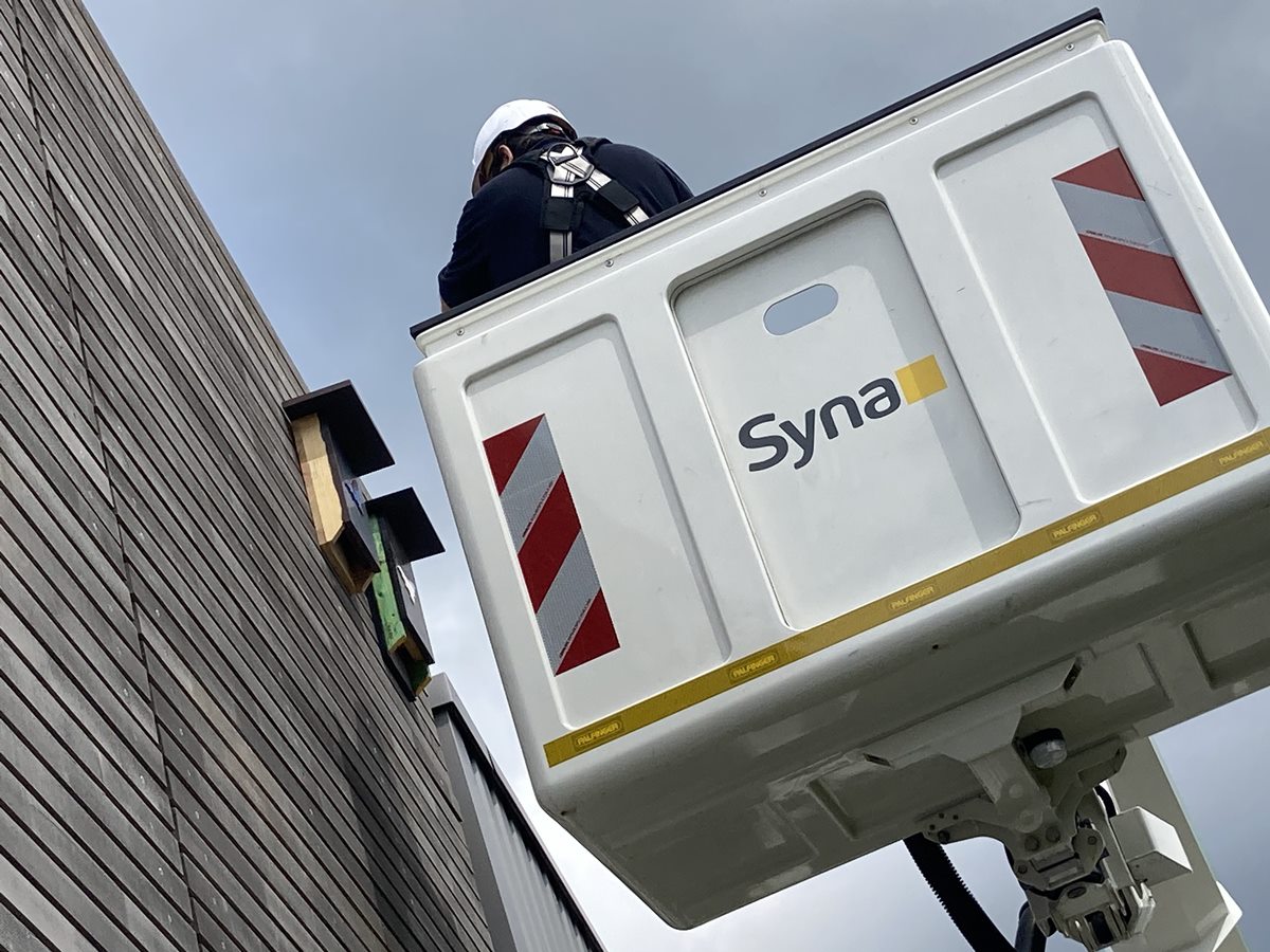 Insgesamt 16 neue Nistkästen an den Syna-Standorten in Bad Hönningen, Bonefeld und Urbach bieten Fledermäusen ein sicheres Zuhause. Hier zu sehen ist die Anbringung der Nistkästen in Bonefeld. (Foto: Süwag Energie AG/Christian Weber)