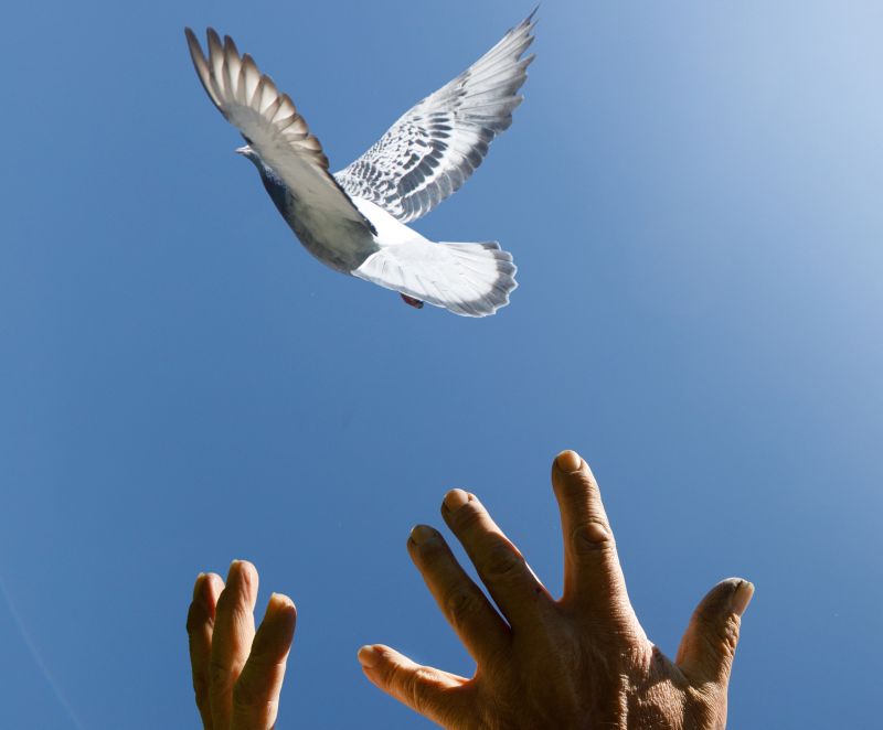 Pfingsten: die Taube gilt als Symbol des Heiligen Geistes. Foto: Peter Bongard