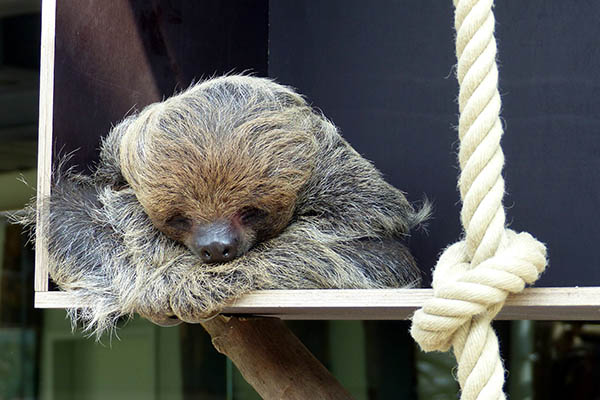 Tierisches Rtsel in den Herbstferien im Zoo Neuwied 