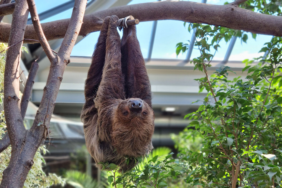 Tropisches Sdamerika in Neuwied: Zoo trotzt Herbstklte