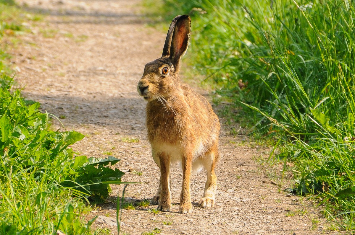 Osterfeuer und Feldhasen: Ein naturvertrgliches Osterfest gestalten