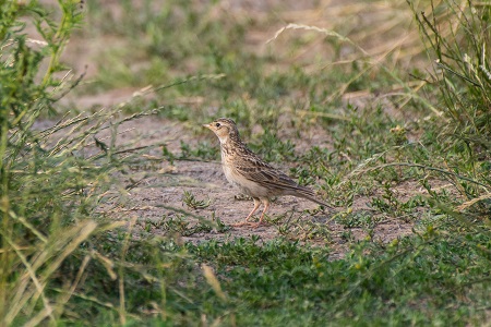 Eine Feldlerche (Foto: Harry Neumann)