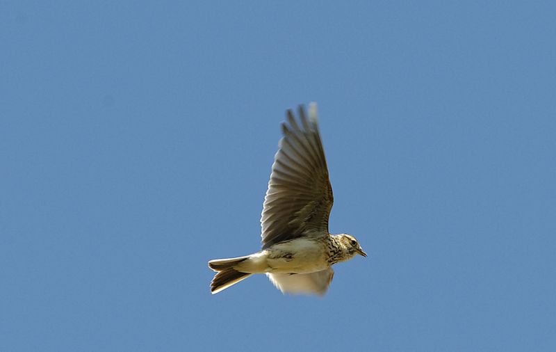 NABU whlt Feldlerche zum Vogel des Jahres 2019