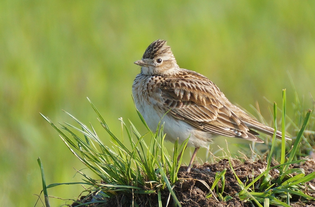 (Foto: Gerhard Kleinschrod)