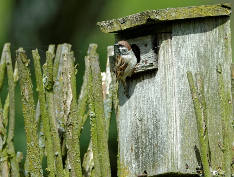 Die Brutvogelarten des Westerwaldes