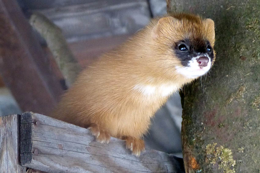 Einzigartig in Deutschland: Muntere Feuerwiesel im Zoo Neuwied