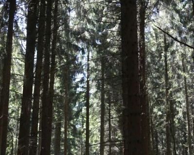 Beschlsse des Wald-, Umwelt- und Klimaausschusses der Stadt Hachenburg