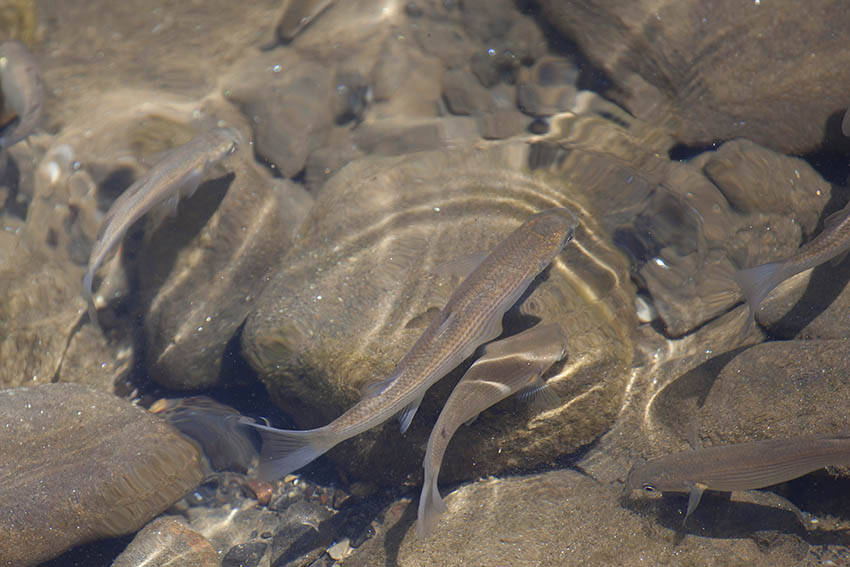 Vorbereitungslehrgang zur staatlichen Fischereiprfung 