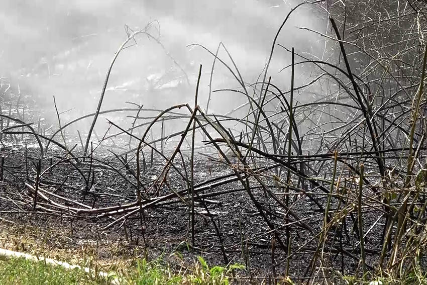 Waldbrandgefahr steigt deutlich an 