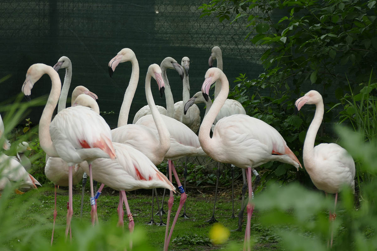 Foto: Zoo Neuwied